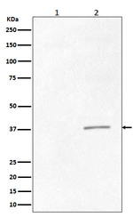 Phospho-Crk (Tyr221) Recombinant Rabbit Monoclonal Antibody (K01_4M73)