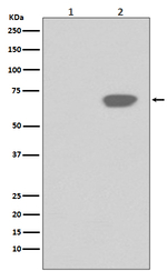 Phospho-PLK1 (Thr210) Antibody in Western Blot (WB)