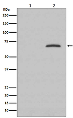 Phospho-Paxillin (Tyr118) Recombinant Rabbit Monoclonal Antibody (K01_4M84)