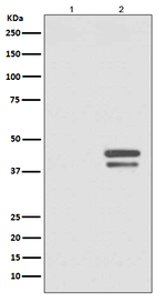 Phospho-JunD (Ser255) Recombinant Rabbit Monoclonal Antibody (K01_4M85)
