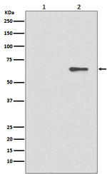 Phospho-AMPK alpha-2 (Ser491) Recombinant Rabbit Monoclonal Antibody (K01_4M87)
