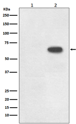 Phospho-Cdc6 (Ser54) Recombinant Rabbit Monoclonal Antibody (K01_4M89)