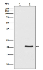 Phospho-Bad (Ser112) Recombinant Rabbit Monoclonal Antibody (K01_4M94)