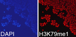 H3K79me1 Recombinant Rabbit Monoclonal Antibody (K01_4M95)