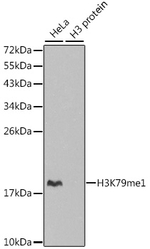 H3K79me1 Antibody in Western Blot (WB)
