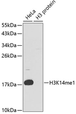 H3K14me1 Antibody in Western Blot (WB)