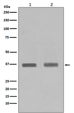 PP1 alpha/beta Antibody in Western Blot (WB)
