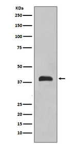 Nkx2.1 Antibody in Western Blot (WB)