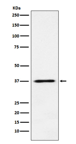 JAB1 Recombinant Rabbit Monoclonal Antibody (K01_4N07)