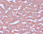 KDEL Recombinant Rabbit Monoclonal Antibody (K01_4N12)