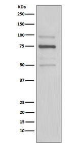 KDEL Antibody in Western Blot (WB)