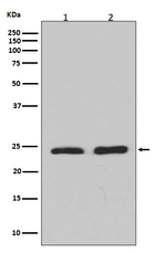 RhoA/RhoB/RhoC Antibody in Western Blot (WB)
