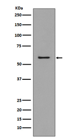 CCR3 Antibody in Western Blot (WB)