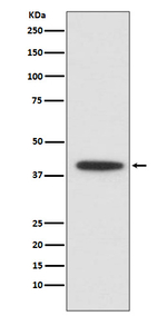 C/EBP alpha Recombinant Rabbit Monoclonal Antibody (K01_4N24)