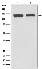 NEDD4L Recombinant Rabbit Monoclonal Antibody (K01_4N25)