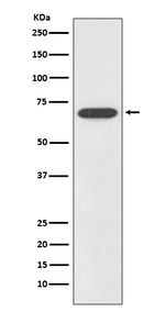 SOX11 Recombinant Rabbit Monoclonal Antibody (K01_4N28)