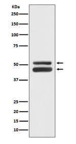 JNK1/JNK3 Recombinant Rabbit Monoclonal Antibody (K01_4N29)