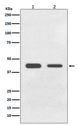 GDF11 Recombinant Rabbit Monoclonal Antibody (K01_4N34)