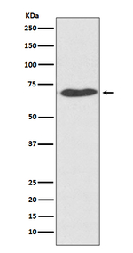 PDIA2 Recombinant Rabbit Monoclonal Antibody (K01_4N35)