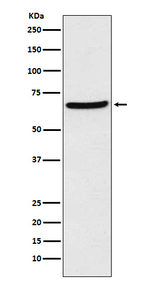 CDT1 Recombinant Rabbit Monoclonal Antibody (K01_4N44)