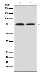 CD204 Recombinant Rabbit Monoclonal Antibody (K01_4N50)