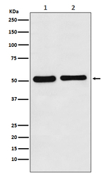 Fascin Antibody in Western Blot (WB)