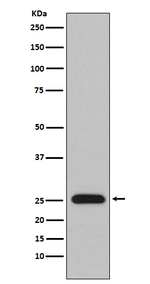 Lambda Light Chain Recombinant Rabbit Monoclonal Antibody (K01_4N53)