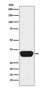 OTX1/2 Recombinant Rabbit Monoclonal Antibody (K01_4N55)