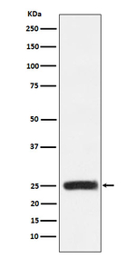 GRB2 Recombinant Rabbit Monoclonal Antibody (K01_4N57)