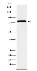 EGR1 Recombinant Rabbit Monoclonal Antibody (K01_4N58)