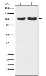 GluR2/GluR3 Recombinant Rabbit Monoclonal Antibody (K01_4N60)