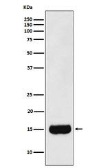 MSMB Antibody in Western Blot (WB)