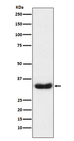 Lefty1/Lefty2 Antibody in Western Blot (WB)