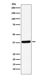 Crk Antibody in Western Blot (WB)