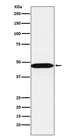 AHCY Recombinant Rabbit Monoclonal Antibody (K01_4N75)