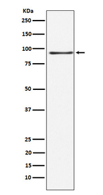 RANBP3 Recombinant Rabbit Monoclonal Antibody (K01_4N77)