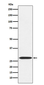 MRPL28 Recombinant Rabbit Monoclonal Antibody (K01_4N81)