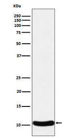 CCL27 Recombinant Rabbit Monoclonal Antibody (K01_4N86)