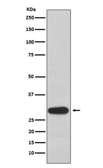 OLIG3 Antibody in Western Blot (WB)