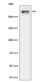 USP24 Recombinant Rabbit Monoclonal Antibody (K01_4N91)