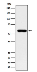 SUOX Recombinant Rabbit Monoclonal Antibody (K01_4N98)