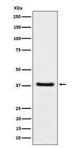 HDGF Recombinant Rabbit Monoclonal Antibody (K01_4P01)
