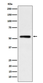 IGHG1 Recombinant Rabbit Monoclonal Antibody (K01_4P07)