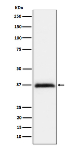 RGMA Recombinant Rabbit Monoclonal Antibody (K01_4P11)