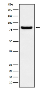 PRKCSH Recombinant Rabbit Monoclonal Antibody (K01_4P13)
