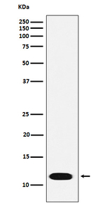 CTNNBIP1 Recombinant Rabbit Monoclonal Antibody (K01_4P14)