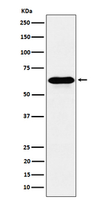 CoA Synthase Recombinant Rabbit Monoclonal Antibody (K01_4P15)