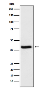HFE Recombinant Rabbit Monoclonal Antibody (K01_4P16)