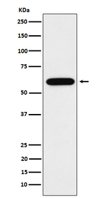 TUB Recombinant Rabbit Monoclonal Antibody (K01_4P18)