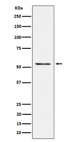 Prostein Recombinant Rabbit Monoclonal Antibody (K01_4P23)
